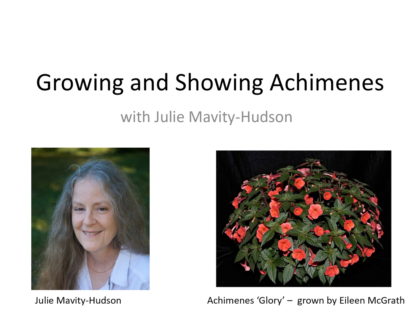 Webinar: Growing and Showing Achimenes*