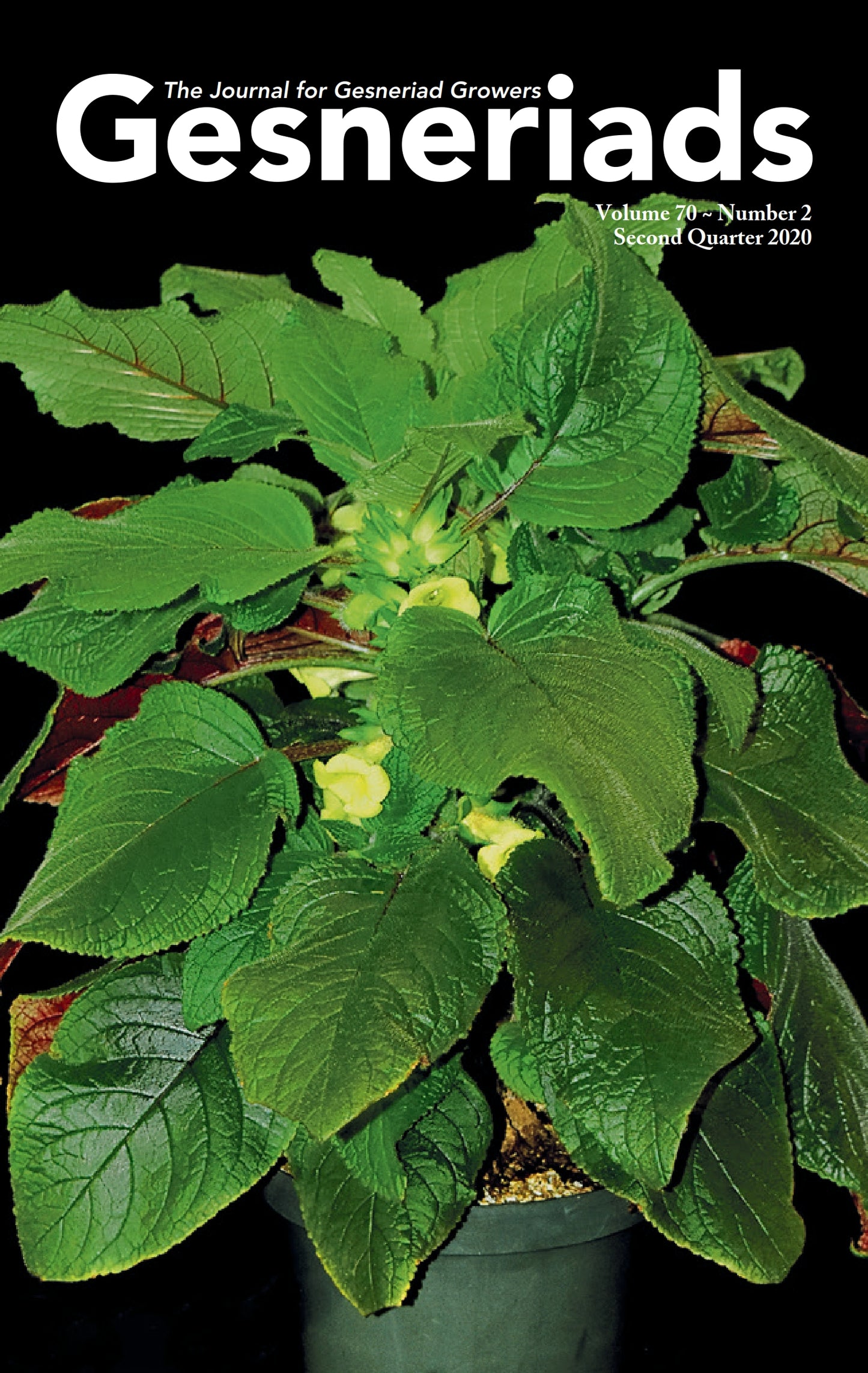 GESNERIADS Vol. 70, No 2 Second Quarter 2020