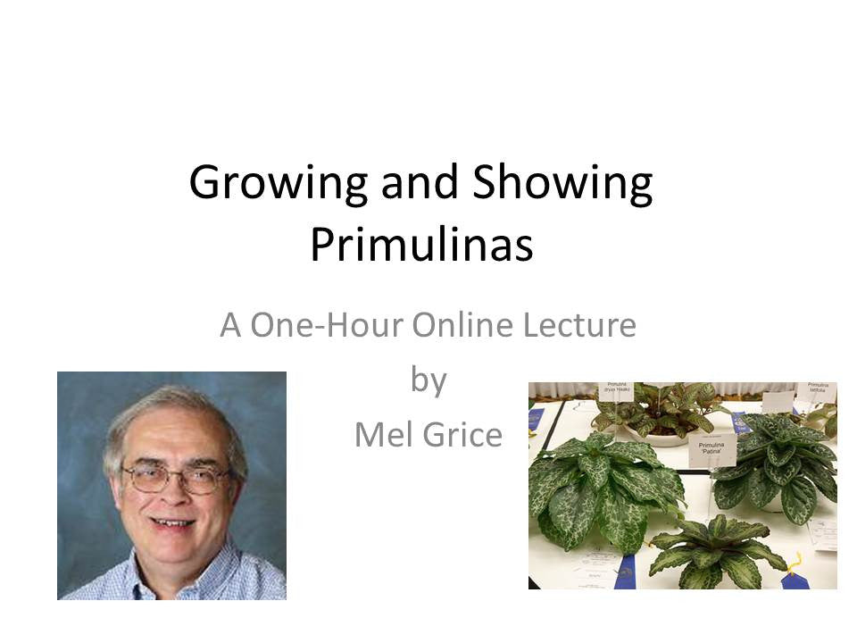 Webinar: Growing and Showing Primulinas*