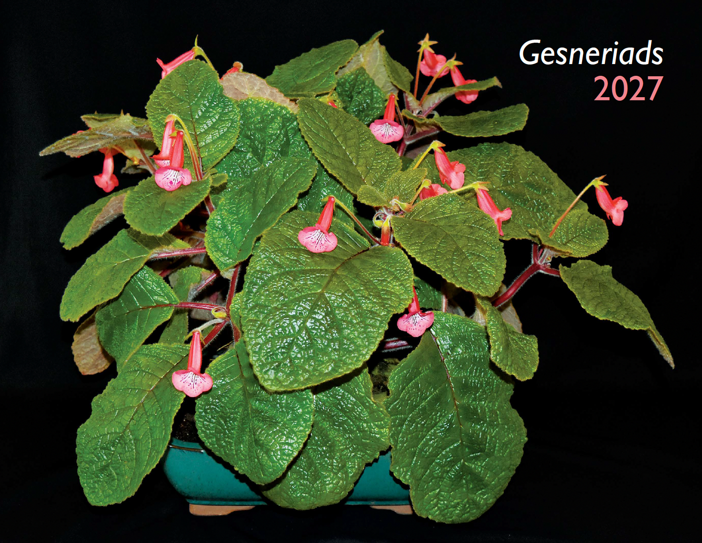 2027 Gesneriad Calendar