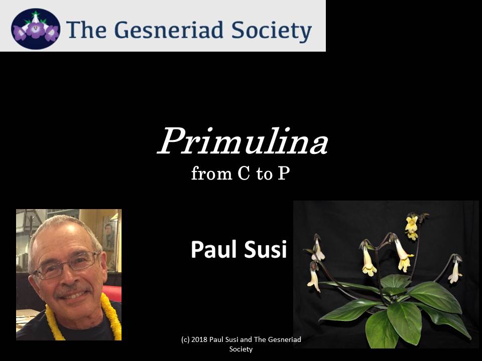 Webinar: Primulina from C to P*