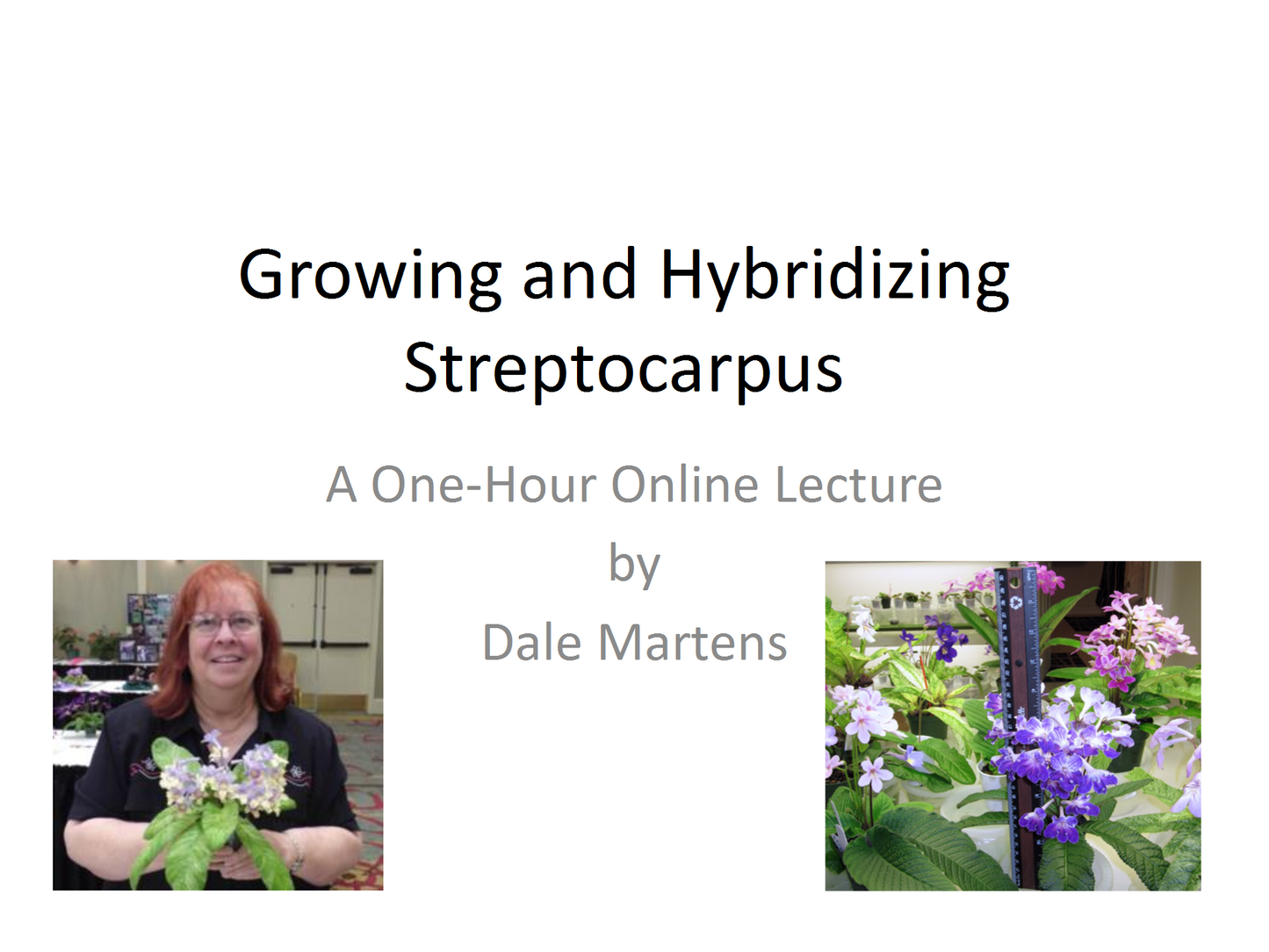 Webinar: Growing and Hybridizing Streptocarpus