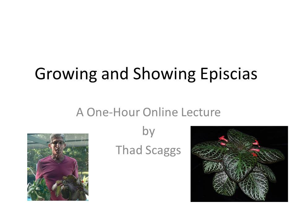 Webinar: Growing and Showing Episcias*