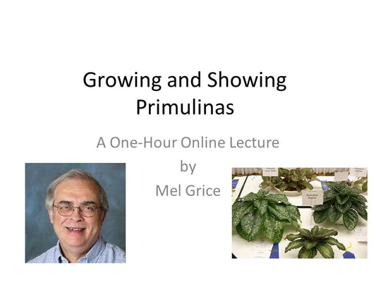 Webinar: Growing and Showing Primulinas